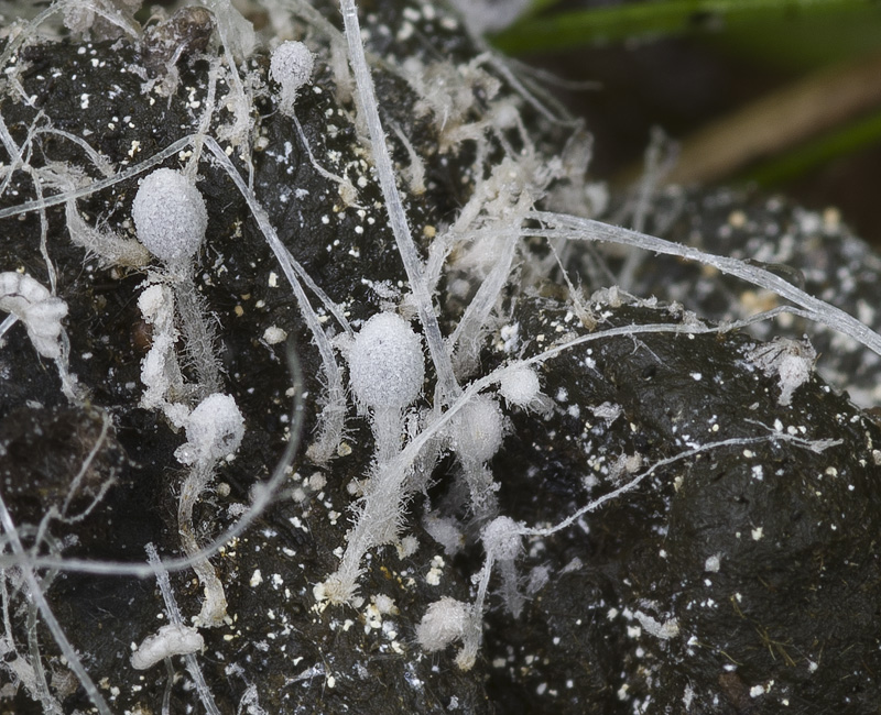 Coprinopsis stercorea